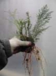 Coniferous seedlings  -bare roots-